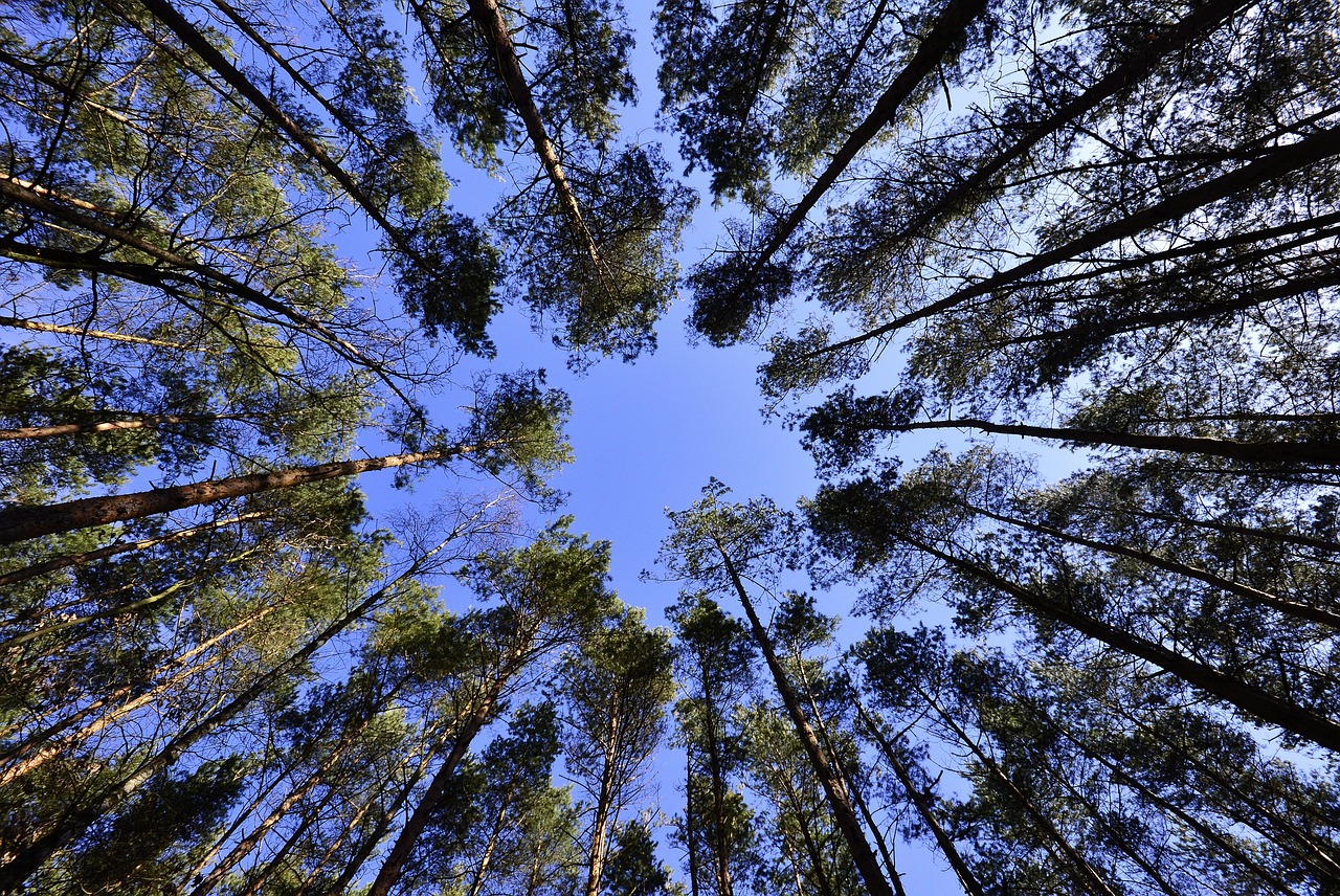 Old-growth forest canopy seen from below